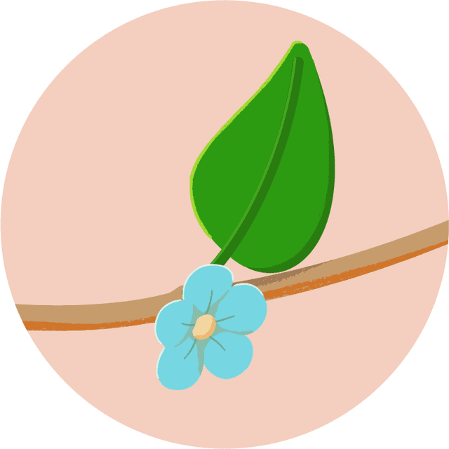 Koha Leaf On Branch